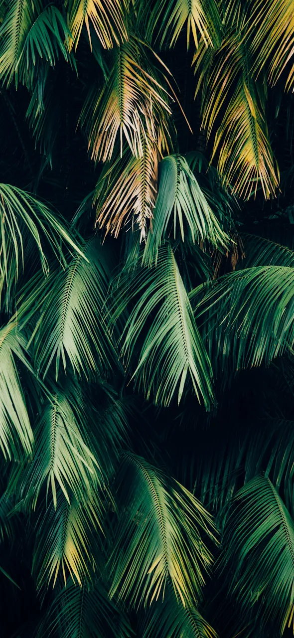 Jungle Minimalist, Soundcloud, Green, Leaf, Plant 4K iPhone Phone Wallpaper