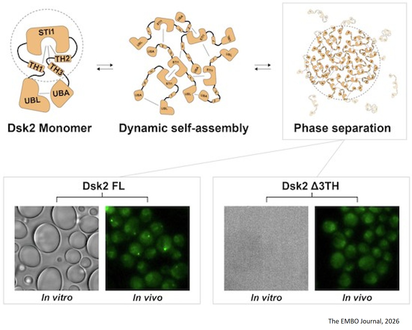 STI1 domain engages transient helices to mediate Dsk2 phase separation and proteasome condensation