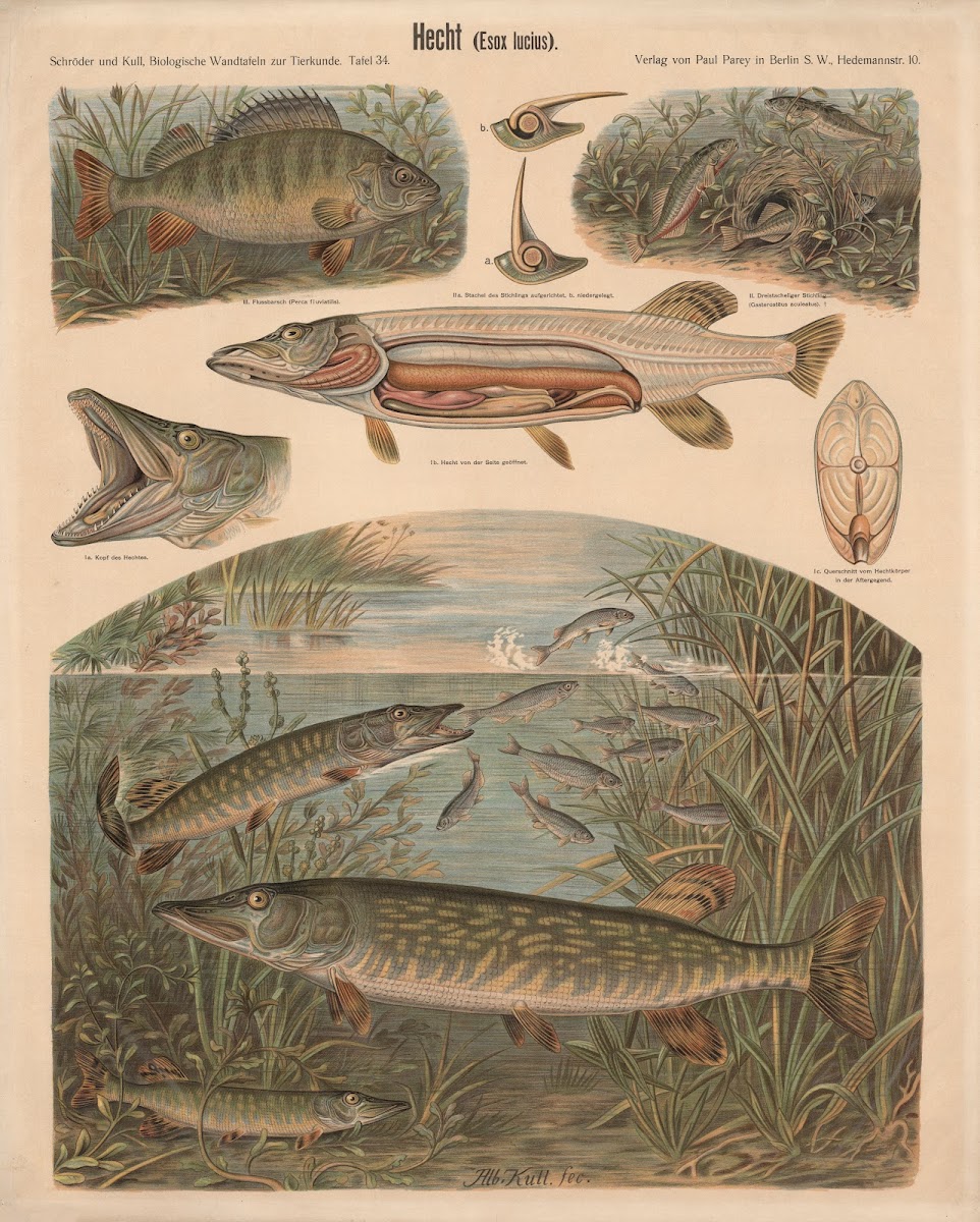 Pike Esox lucius