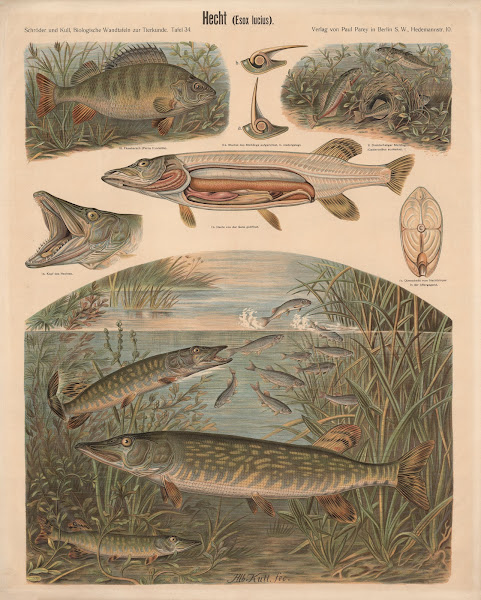 Pike Esox lucius