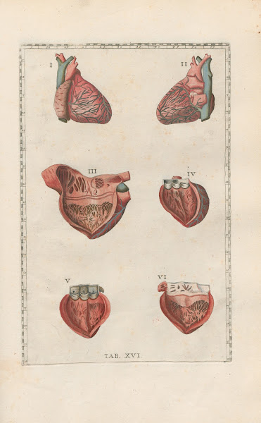 Bartholomaei Eustachii anatomici summi Romanae archetypae tabulae anatomicae nov