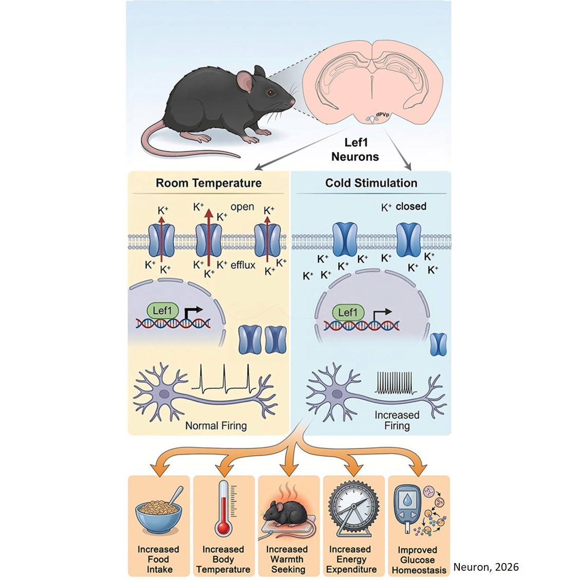 A hidden brain region coordinates metabolic adaptations to cold