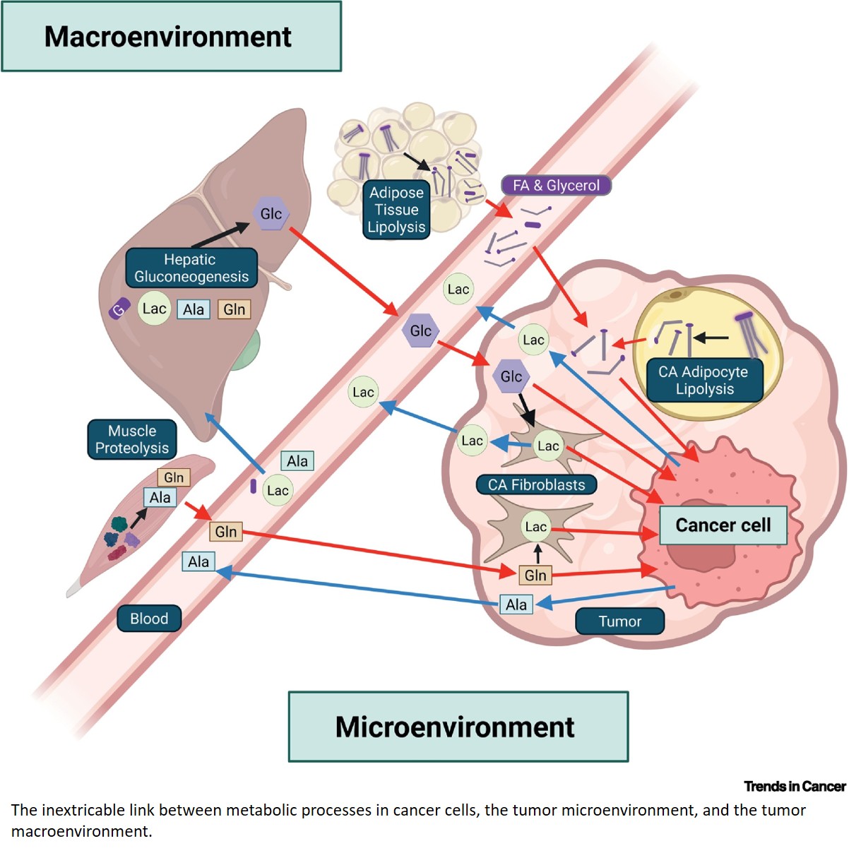 The tumor macroenvironment as cancer metabolism’s next frontier