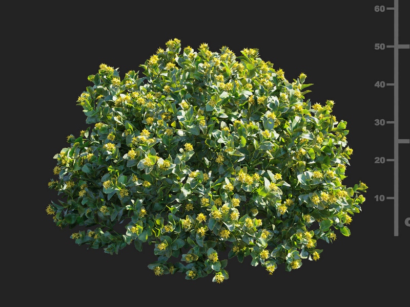 Maxtree - Plant Models Vol.112