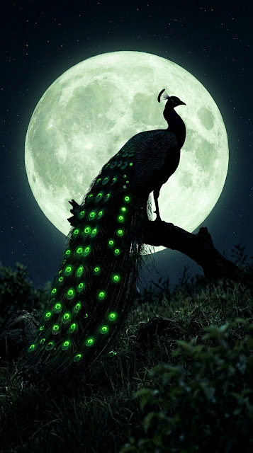 Peacock Silhouette with Glowing Green Feathers under a Full Moon - Free mobile Wallpaper