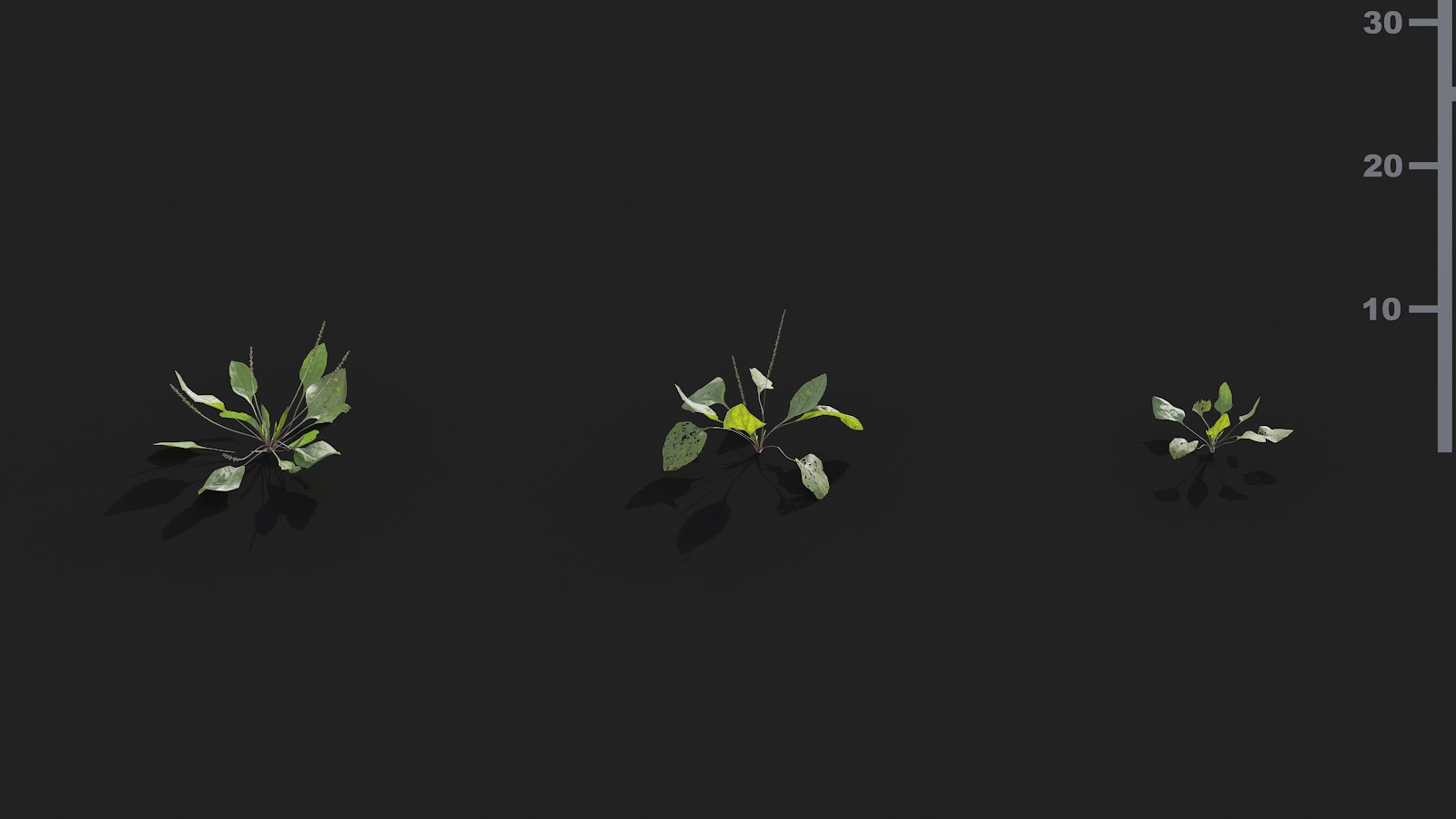 Maxtree - Plant Models Vol.21