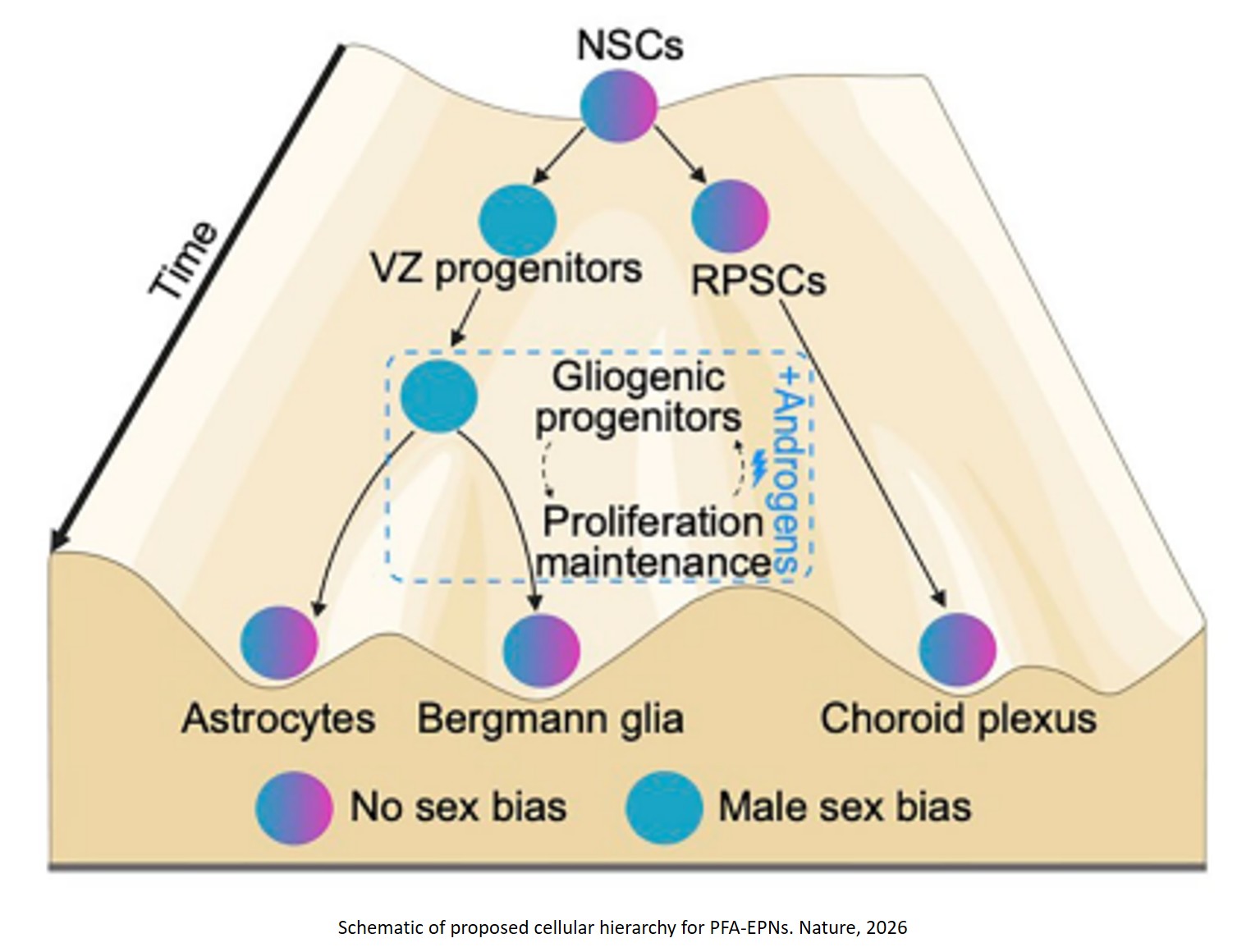 Androgen activity in the male embryonic hindbrain drives lethal PFA ependymoma