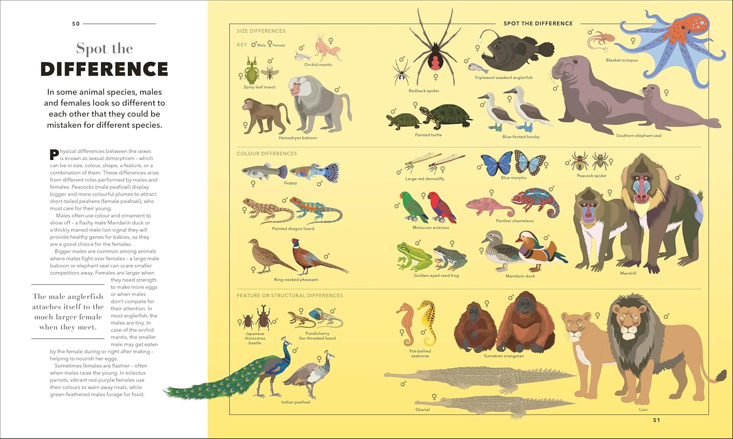 Animals A Visual Compendium - thumbnail 2