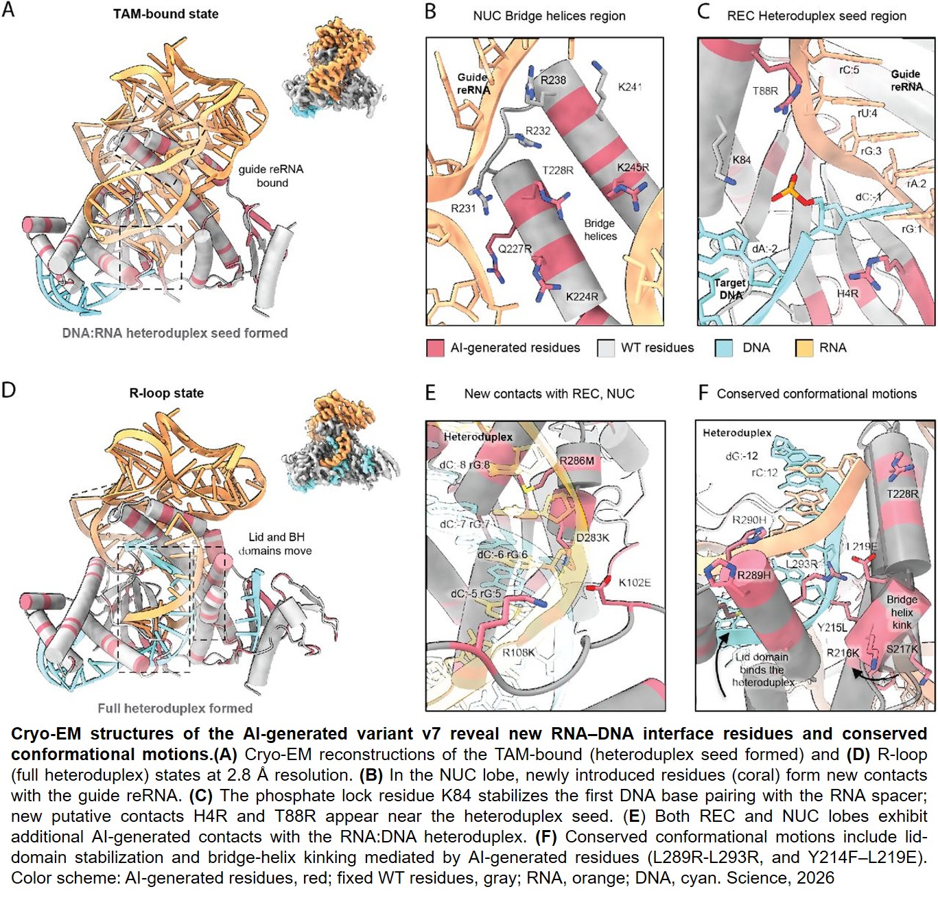 Structure and evolution-guided design of minimal RNA-guided nucleases