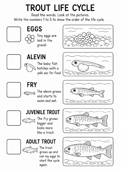 Trout Life Cycle Worksheet