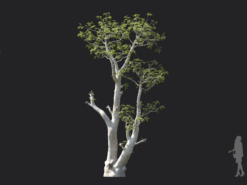Maxtree - Plant Models Vol.130