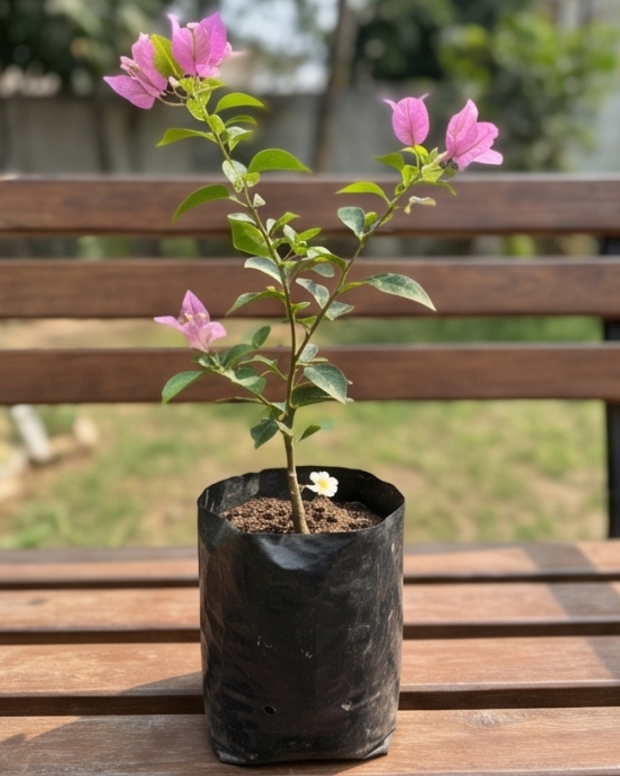 Imported Mini Formosa Bougainvillea Plant — view 2