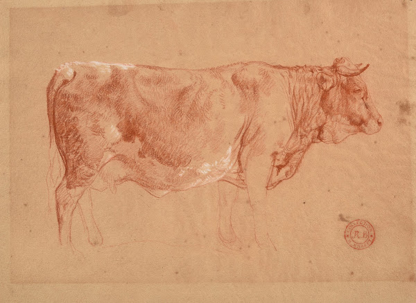 Vache de profil