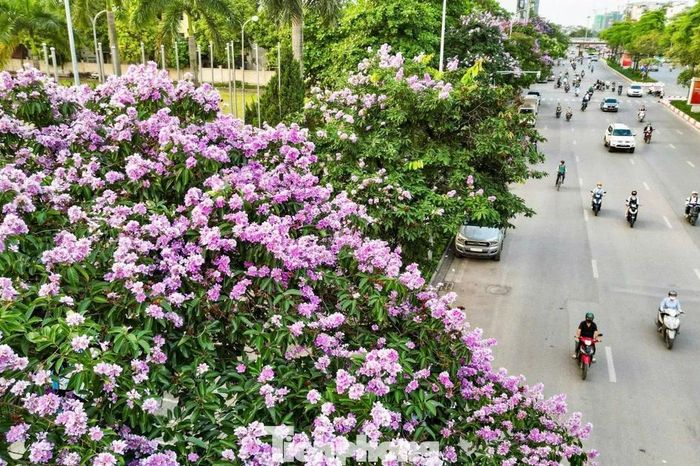 Hoa bằng lăng nhuộm tím Hà Nội - Báo Tiền Phong