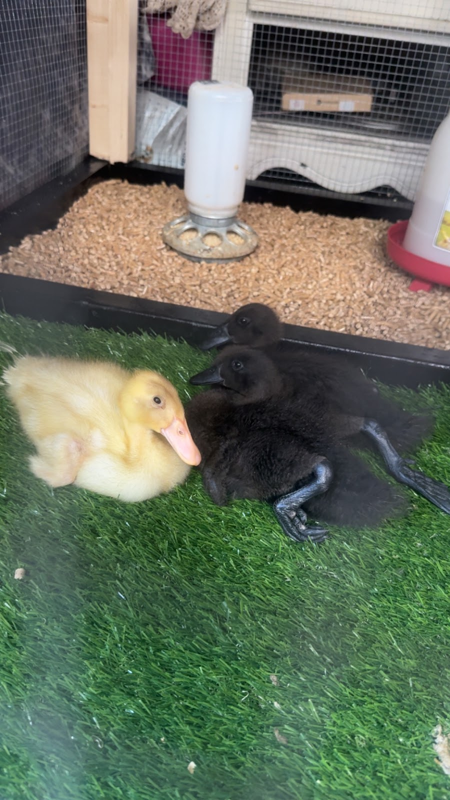 Fawn & White Runner Duck