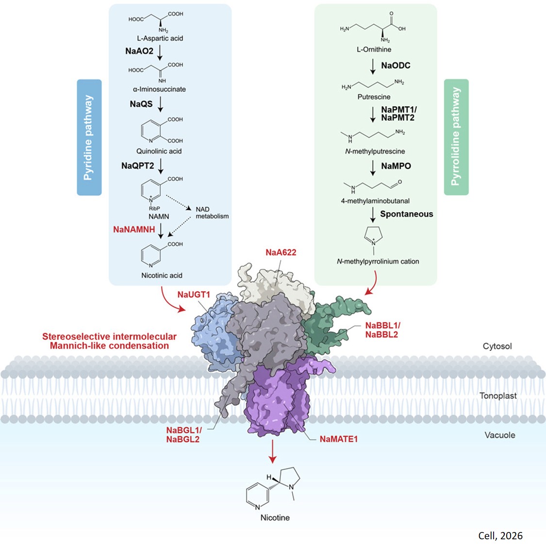 Complete biosynthesis of nicotine