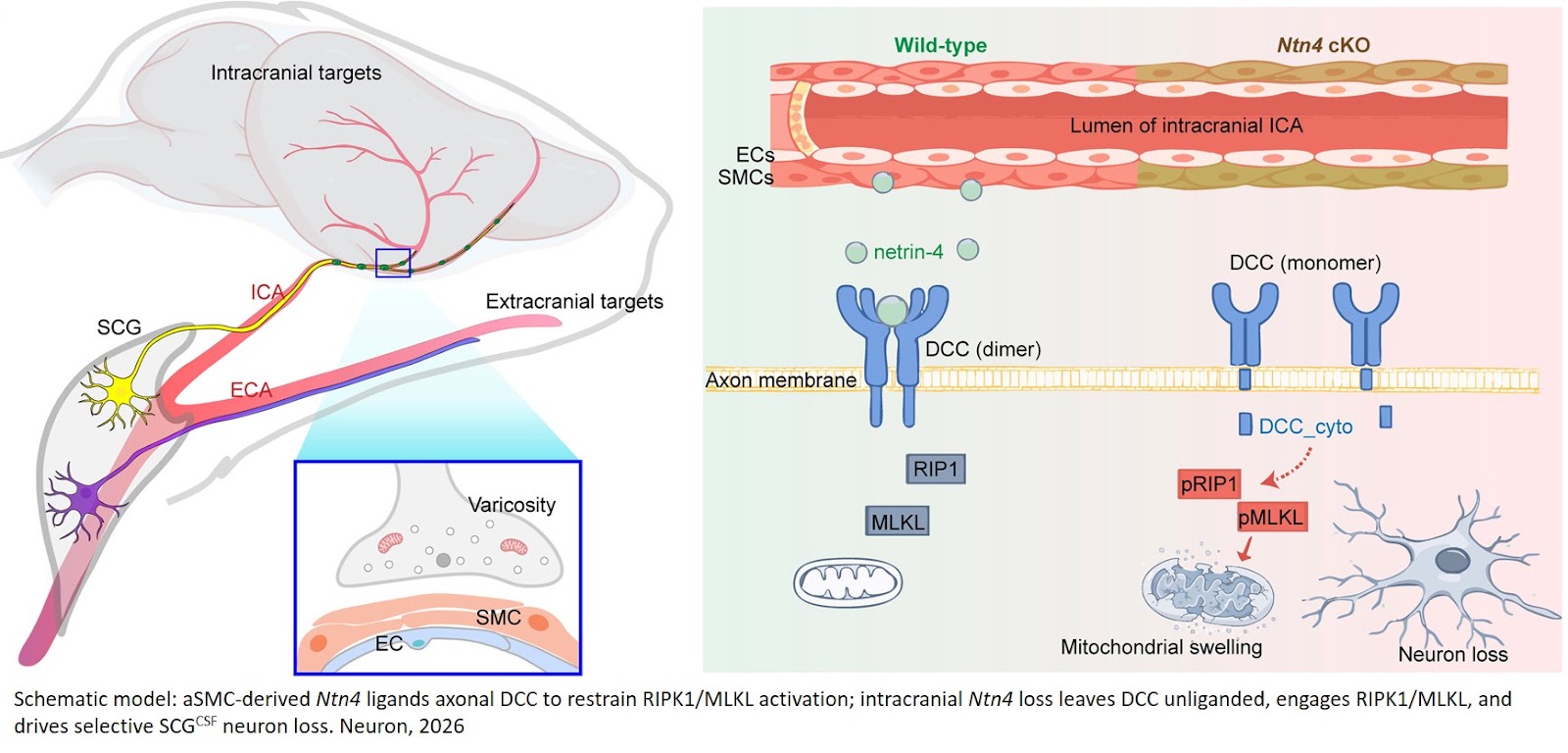 A neurovascular survival axis for adult sympathetic neurons