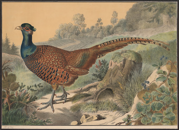 Pheasant 1884