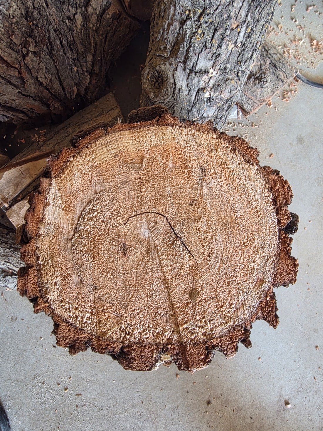 The Tuxedo willow end grain