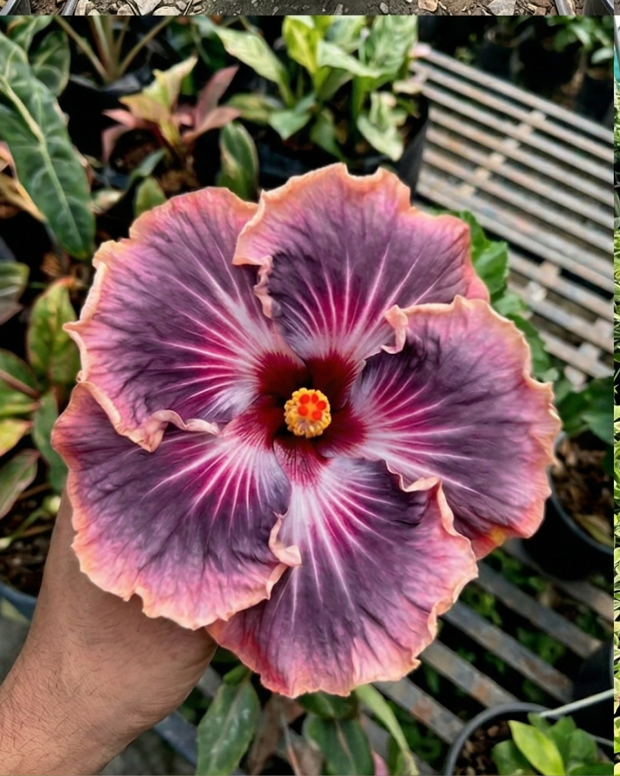 Hibiscus Bo Den Blue Moon — view 3