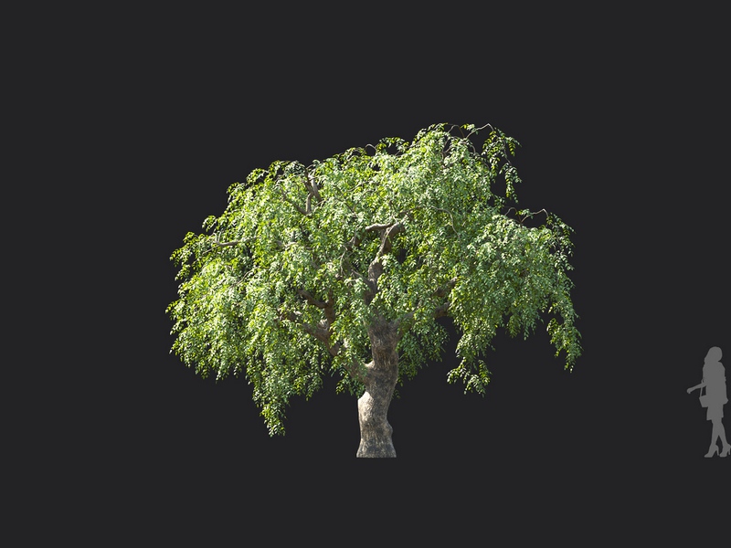 Maxtree - Plant Models Vol.124