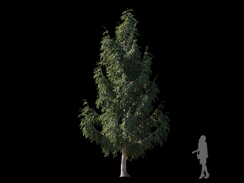 Maxtree - Plant Models Vol.120