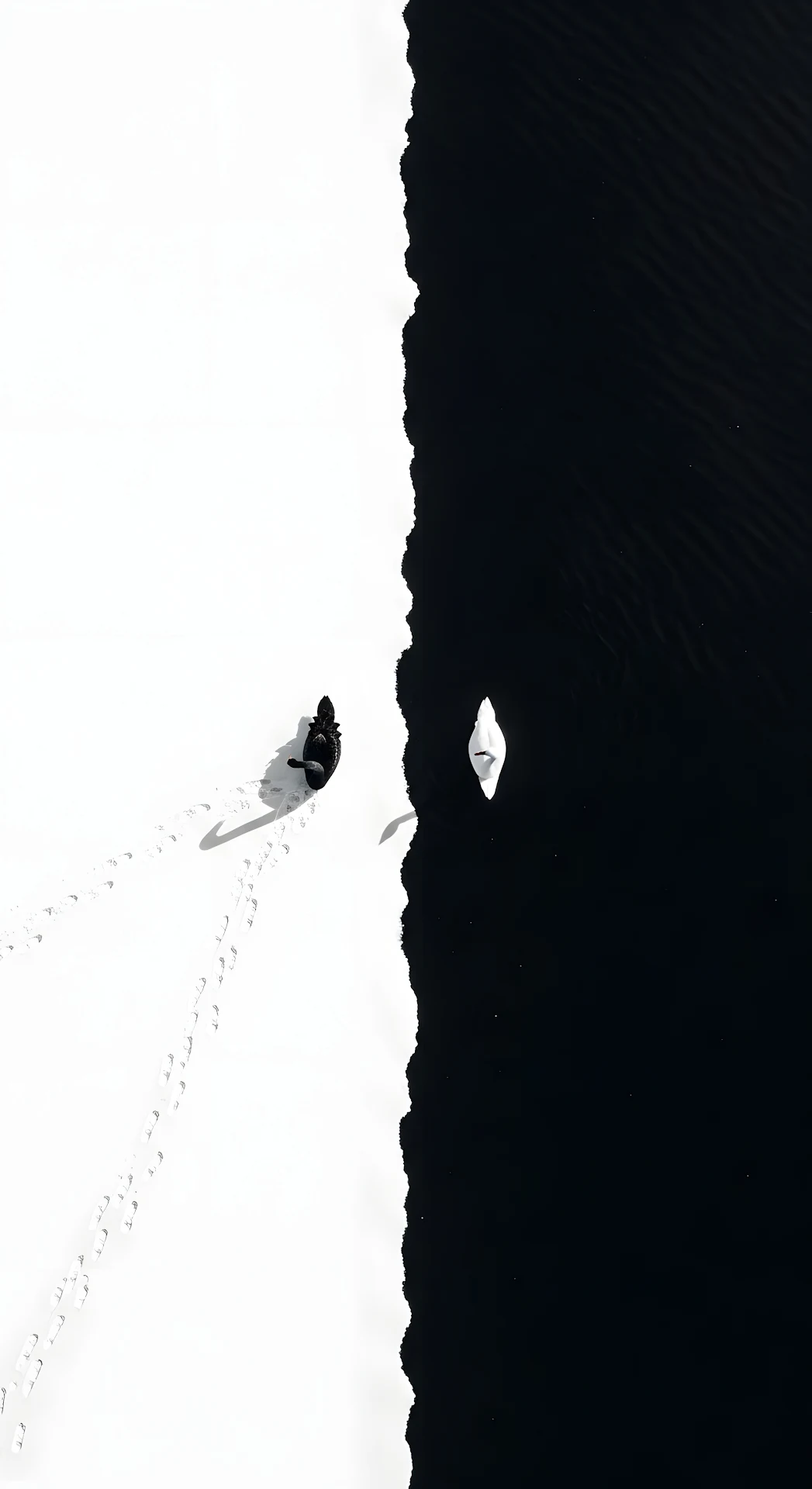 Conceptual Top-Down Photo of Black and White Swans on Divided Snow and Water - Free 4K mobile Wallpaper