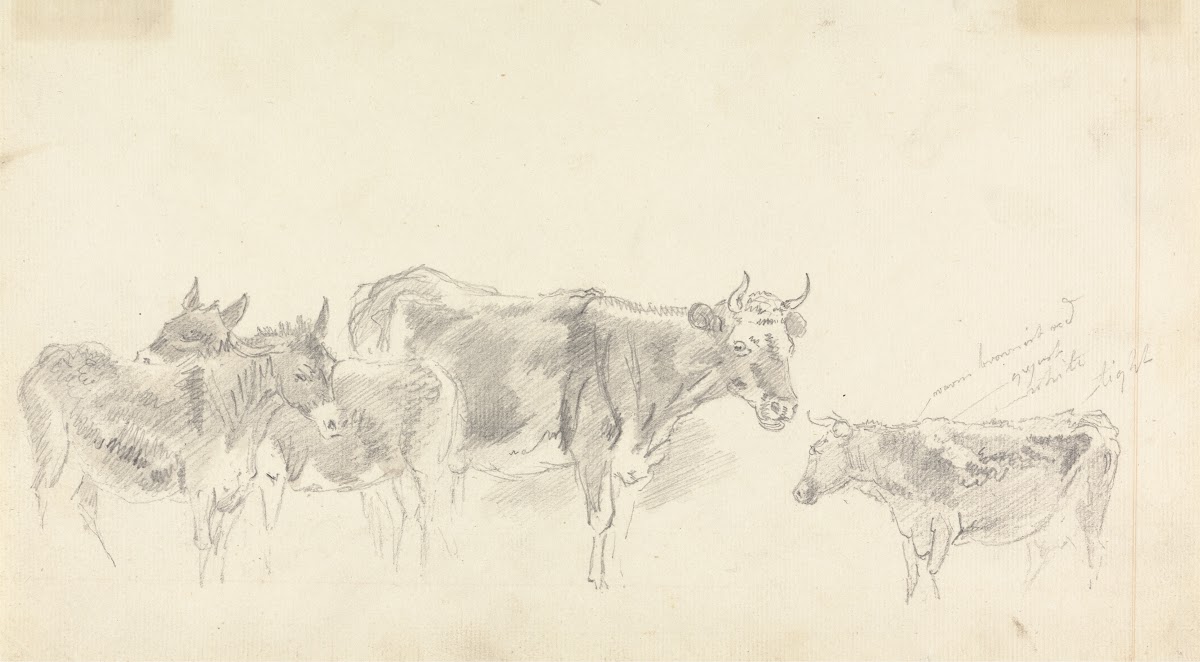 Study of Cattle and Donkeys
