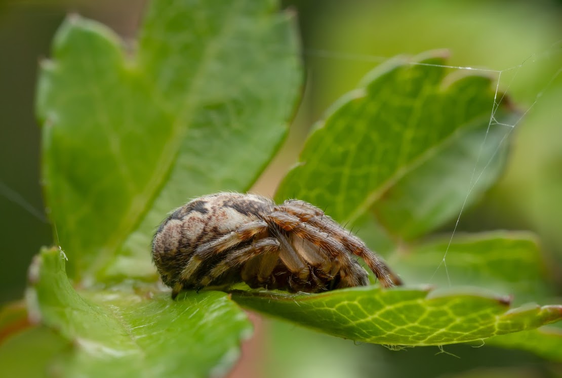 Larinioides cornutus