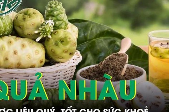 Quả nhàu mọc dại bị chê hôi lại là dược liệu quý, tốt cho sức khỏe - Báo Sức Khỏe &amp; Đời Sống
