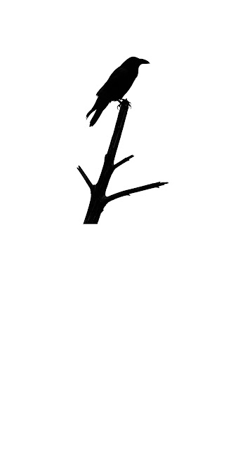 Stark Black Silhouette of a Raven on a Bare Branch Against a Minimal White Sky - Free mobile Wallpaper