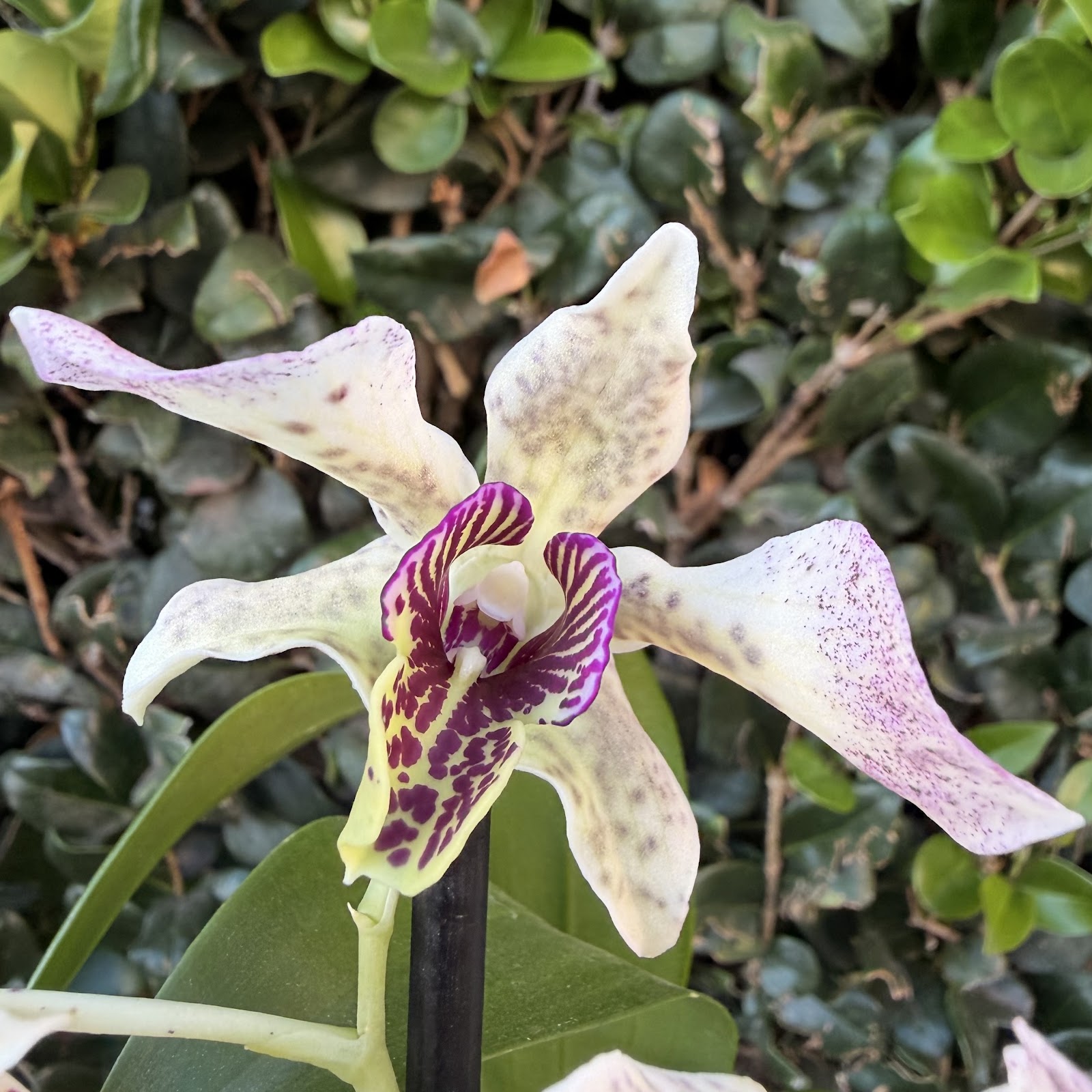 Den. Roy Tokunaga ’Pink Birds’ x Den. Little Atro