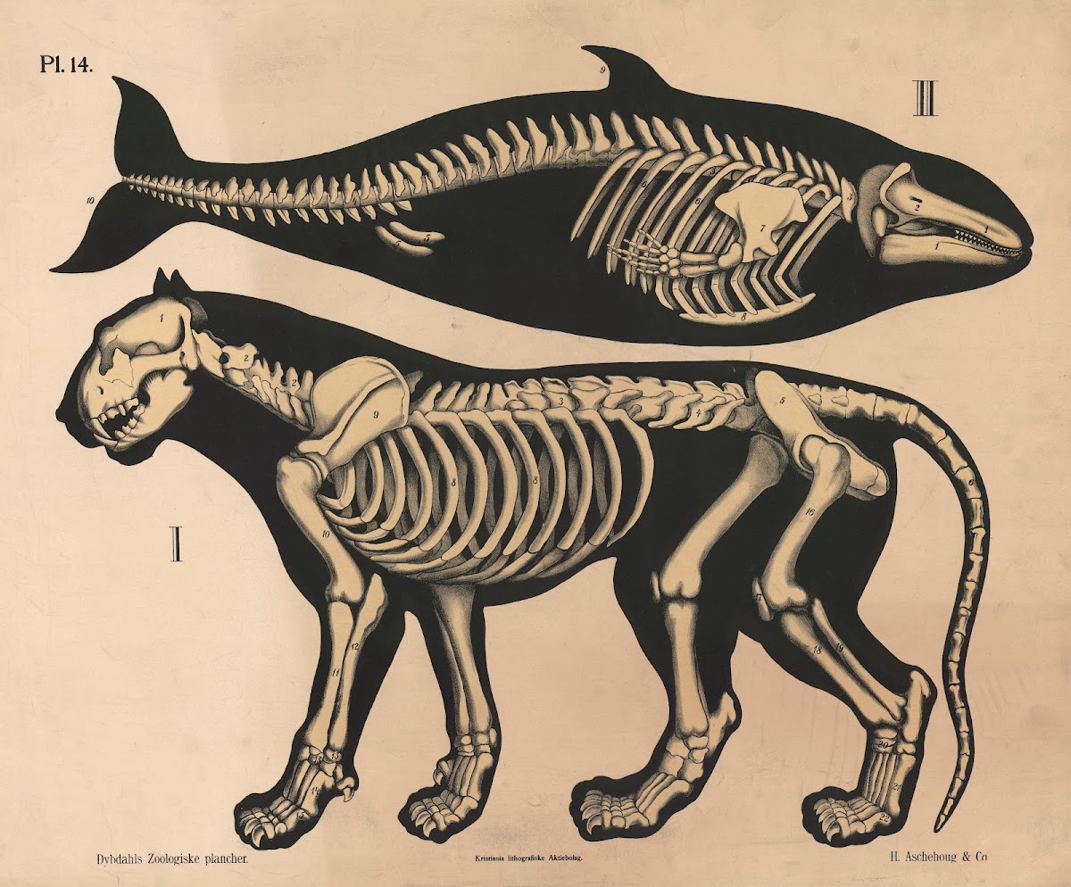 Skelet af løve og delfin variant 1881