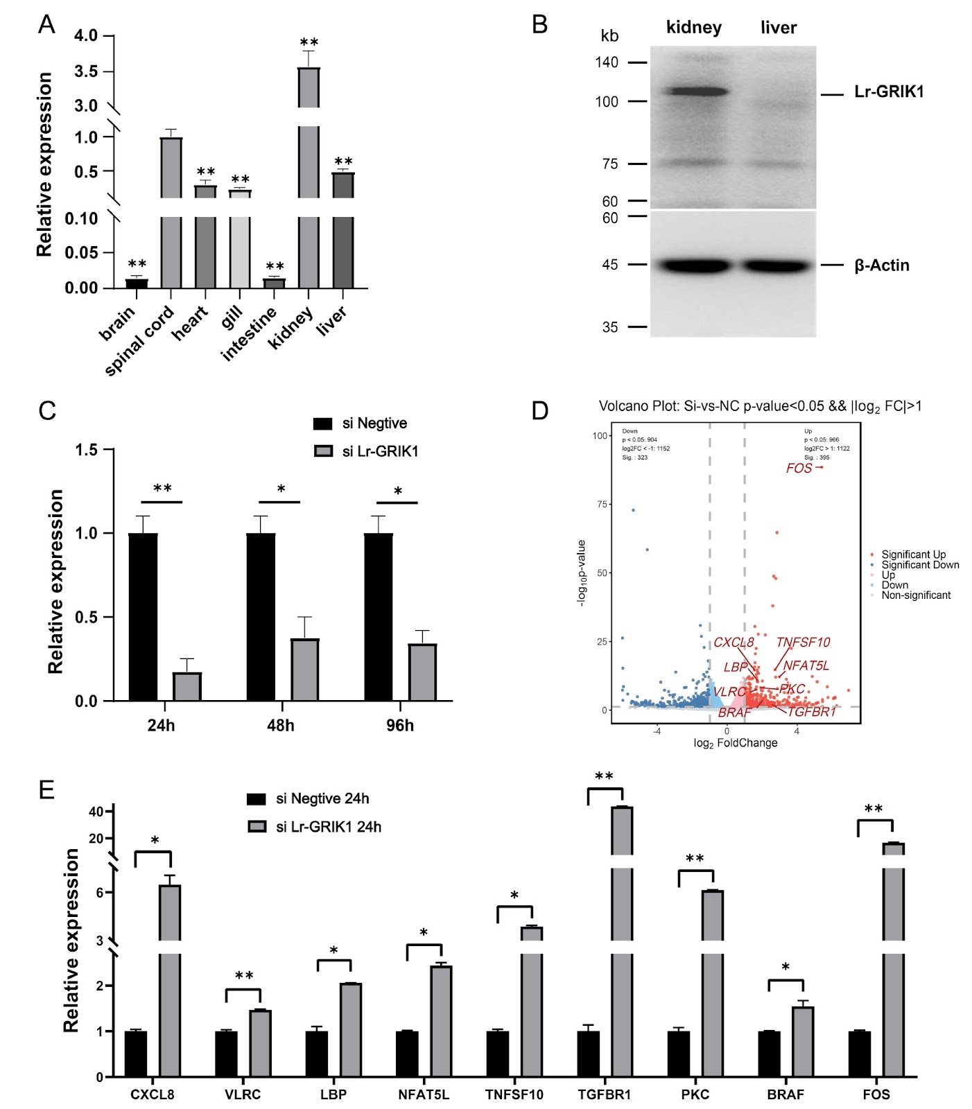 KARs negatively regulate the immune response in lamprey