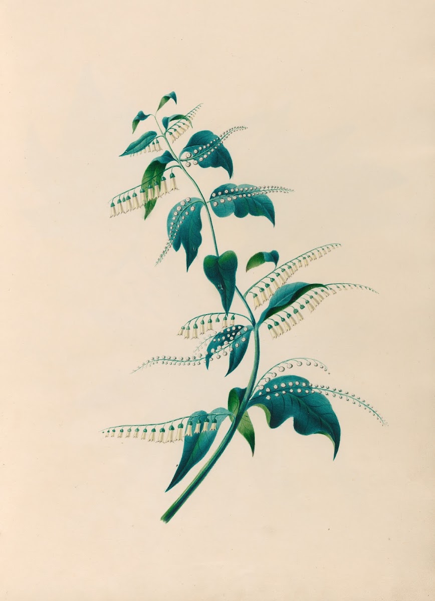 Drawings of tropical flowers and fruits from South America Pl15 1830