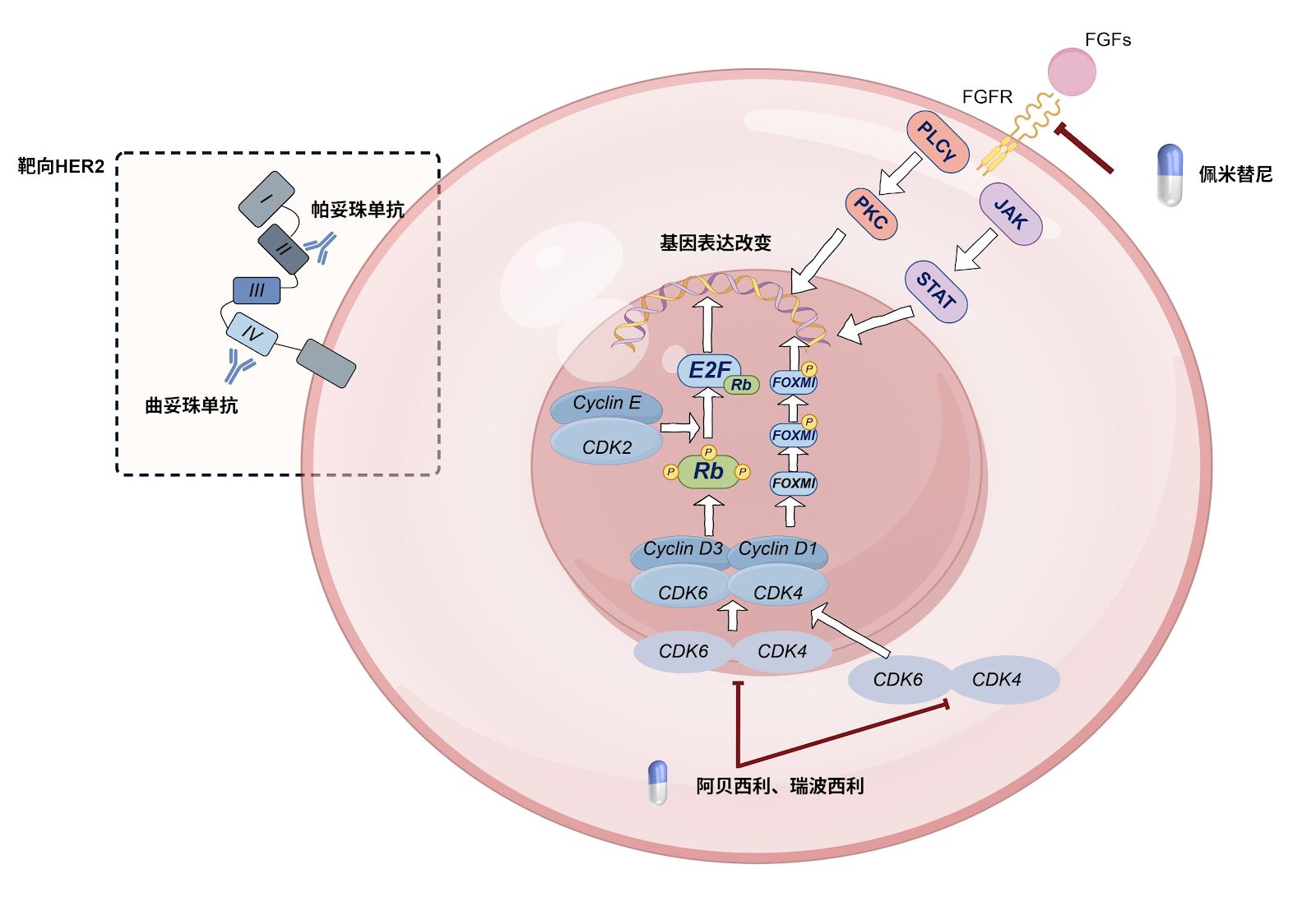 Application and prospects of precision-medicine-driven breast cancer organoids in therapeutic drug discovery
