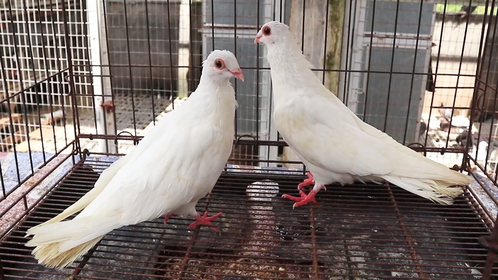 EGYPTIAN SWIFT 2509250225