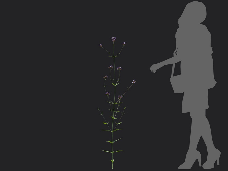 Maxtree - Plant Models Vol.116