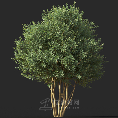 Maxtree - Plant Models Vol.60