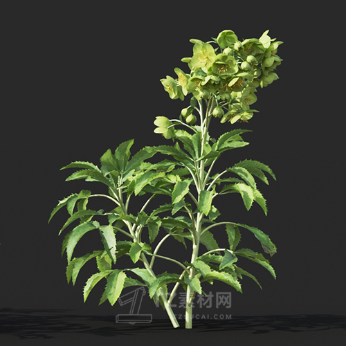 Maxtree - Plant Models Vol.60