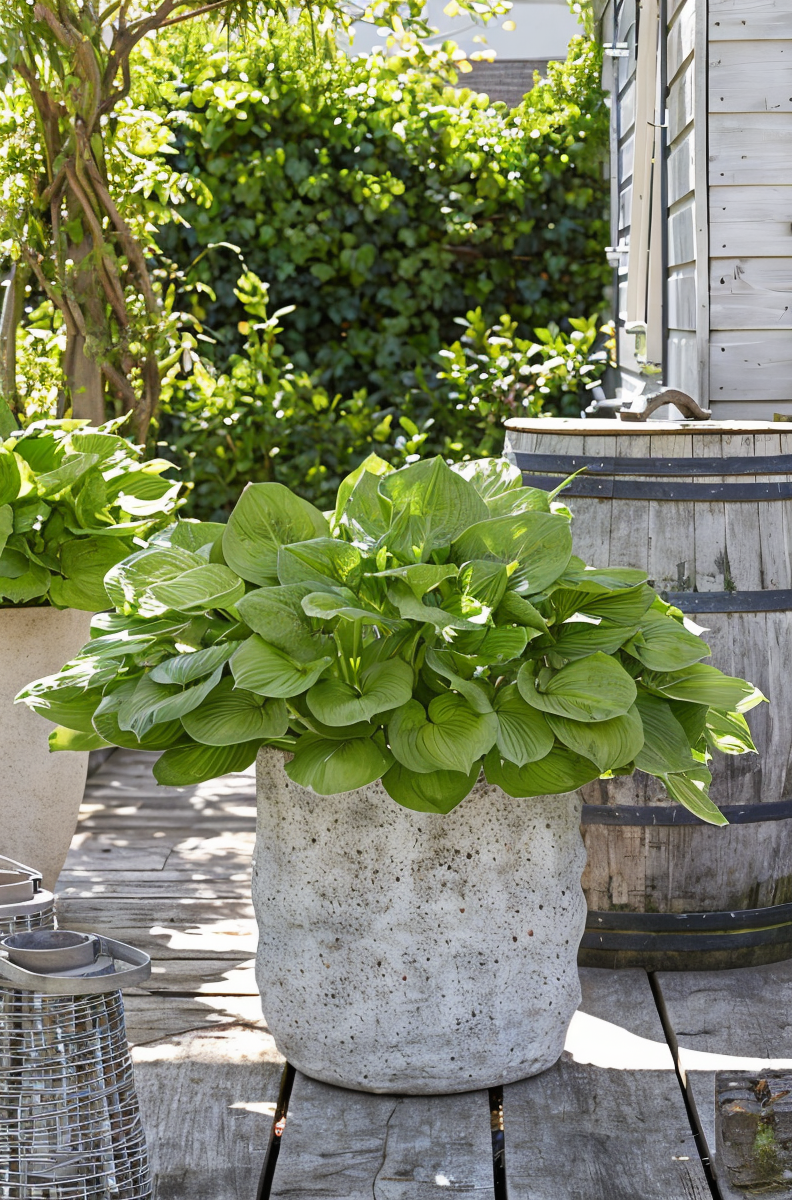 Hosta Banana Kid con foglie giallo chartreuse in un giardino ombroso