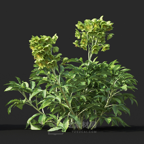 Maxtree - Plant Models Vol.60