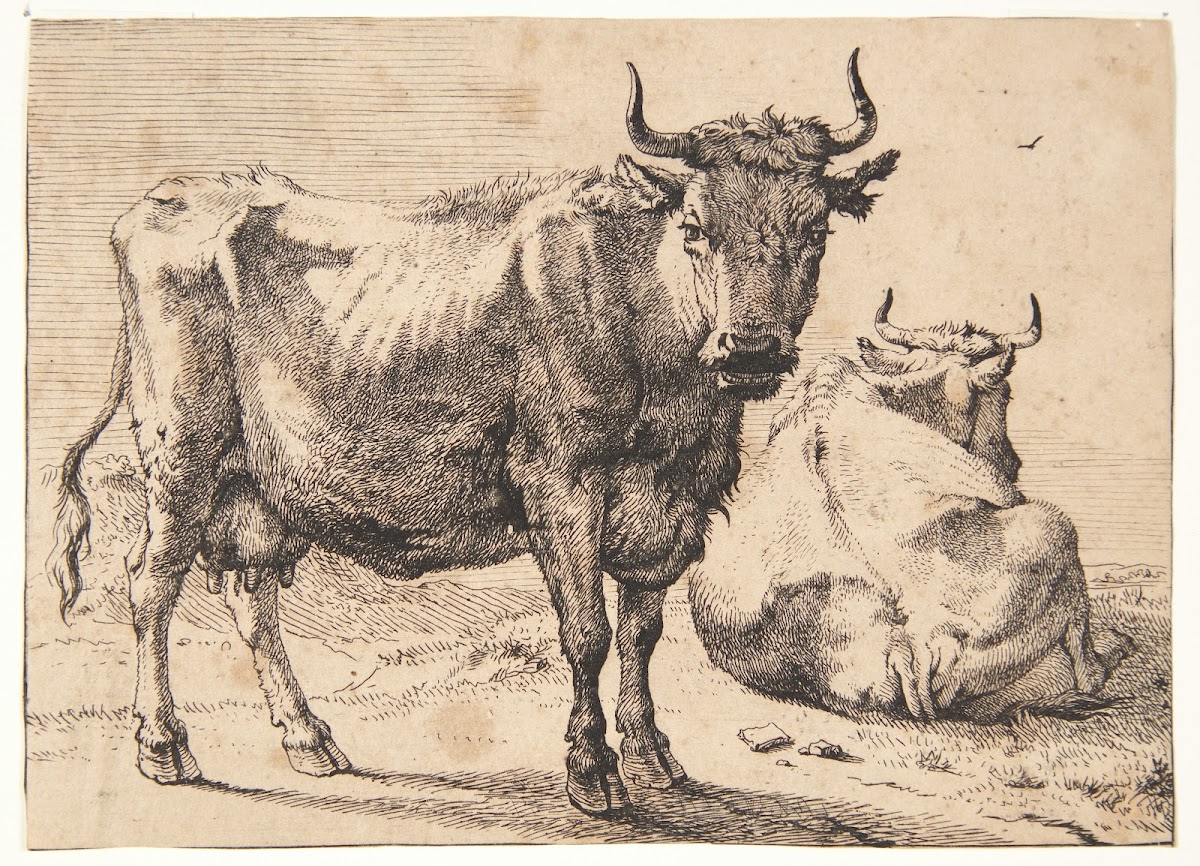 Stående og liggende ko 1650