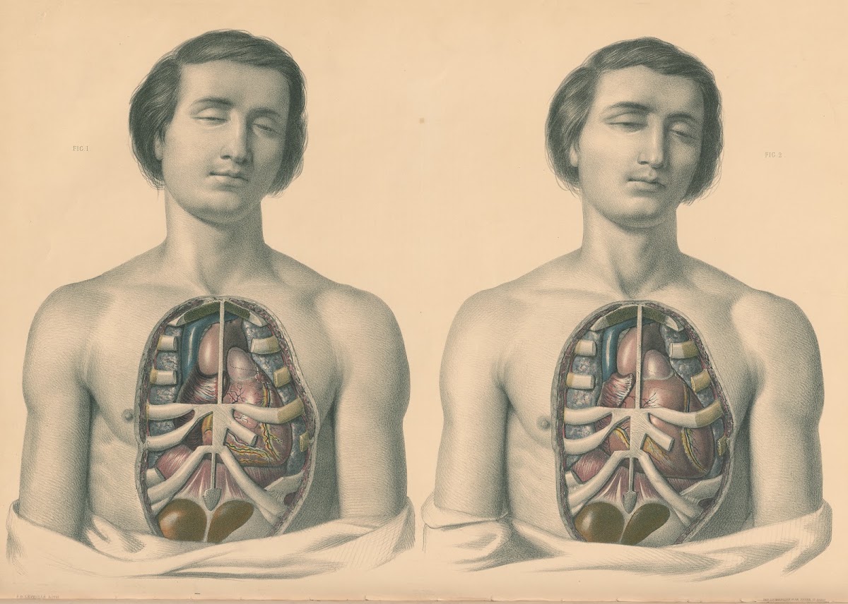 Medical anatomy or Illustrations of the relative position and movements of the i