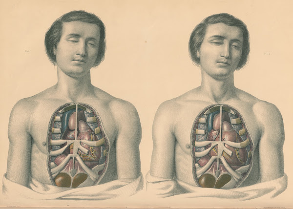 Medical anatomy or Illustrations of the relative position and movements of the i