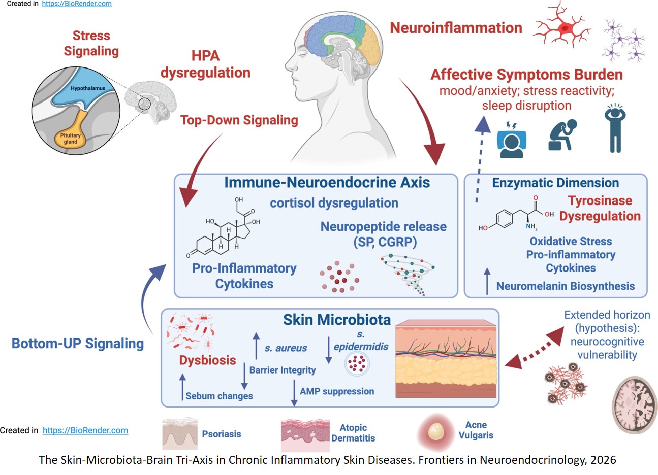 The skin microbiome and affective symptoms: neuroimmune, neuroendocrine, and sensory pathways linking inflammatory dermatoses to mood and anxiety burden