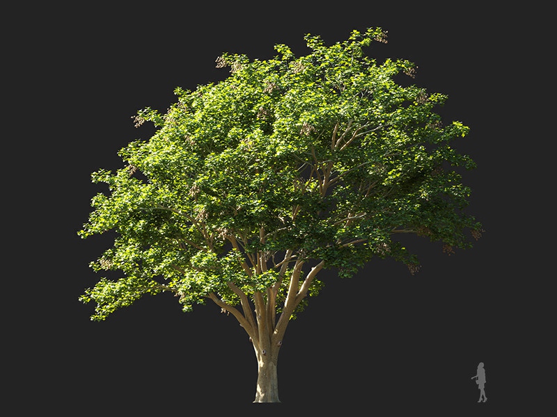 Maxtree - Plant Models Vol.132