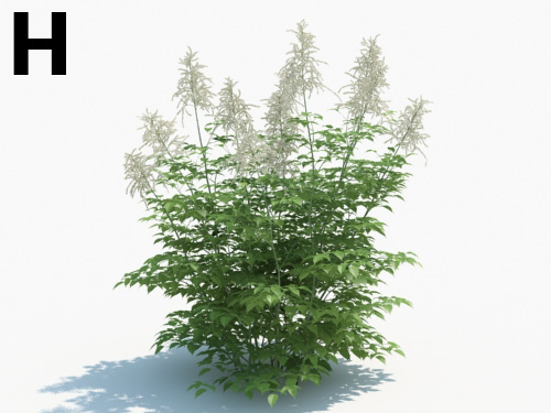 Maxtree - Plant Models Vol.3