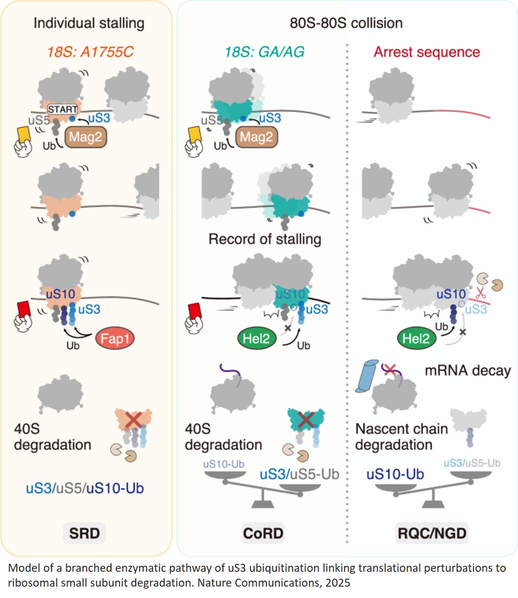 Collision-induced ribosome degradation driven by ribosome competition and translational perturbations