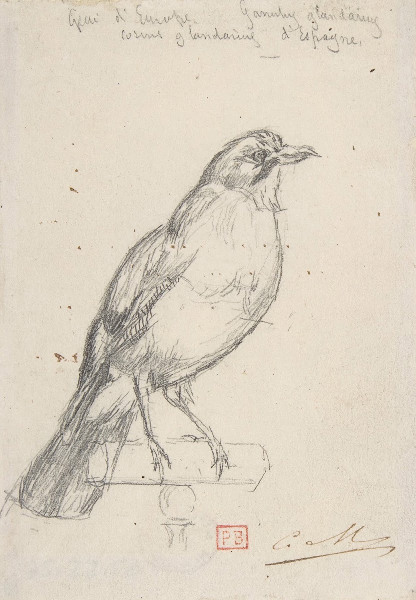 A European Jay ca 1863